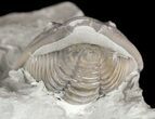 Wide, Enrolled Flexicalymene Trilobite - Ohio #57828-1